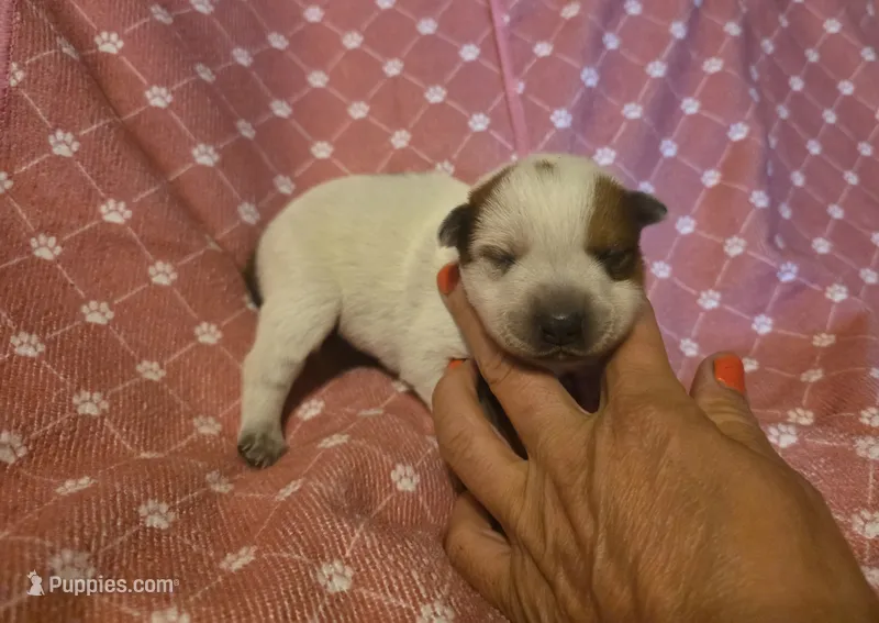 Girl 1 – Australian Cattle Dog puppy for sale in Cameron, MO