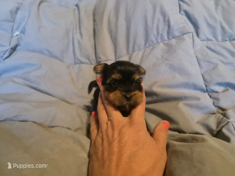 Boy 1 – Yorkshire Terrier puppy for sale in Cameron, MO