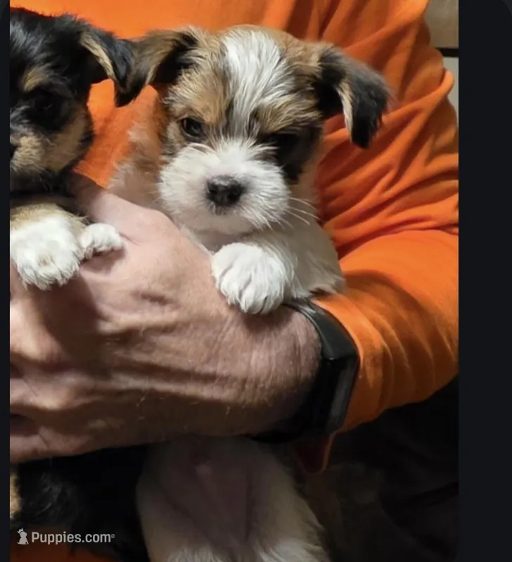 Chorkie male, a male Chihuahua and Yorkshire Terrier for sale in Cameron, MO – Photo 1 of 1