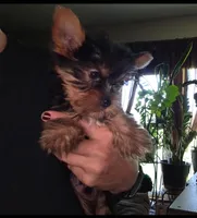 Male, a male Yorkshire Terrier for sale in Cameron, MO – 2 of 5
