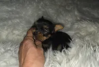 Male, a male Yorkshire Terrier for sale in Cameron, MO – 4 of 5