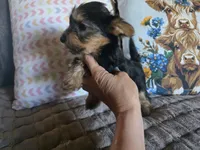 Girl 1, a female Yorkshire Terrier for sale in Cameron, MO – 4 of 5