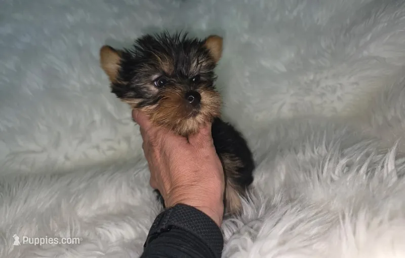 Male – Yorkshire Terrier puppy for sale in Cameron, MO