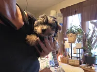 Girl 2, a female Yorkshire Terrier for sale in Cameron, MO – 2 of 2