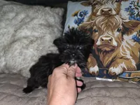 Kb black, a female Yorkshire Terrier for sale in Cameron, MO – 2 of 2