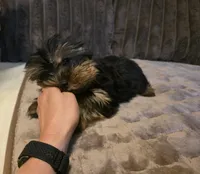 Yorkie 2, a male Yorkshire Terrier for sale in Cameron, MO – 2 of 3