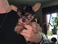 Male, a male Yorkshire Terrier for sale in Cameron, MO – 5 of 5