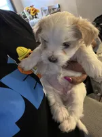 Yang, a female Shihpoo and Maltese for sale in Baltimore, MD – Photo 1 of 3
