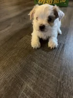 Yang, a female Shihpoo and Maltese for sale in Baltimore, MD – Photo 3 of 3