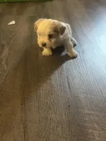 Yang, a female Shihpoo and Maltese for sale in Baltimore, MD – Photo 2 of 3