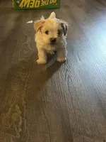 Yin, a male Shihpoo and Maltese for sale in Baltimore, MD – Photo 3 of 3