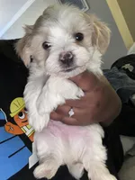 Yin, a male Shihpoo and Maltese for sale in Baltimore, MD – Photo 1 of 3