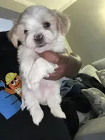 Yin, a male Shihpoo and Maltese for sale in Baltimore, MD – Photo 2 of 3