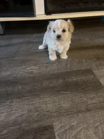 Cupid, a male Shihpoo and Maltese for sale in Baltimore, MD – Photo 3 of 3
