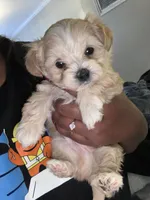 Cupid, a male Shihpoo and Maltese for sale in Baltimore, MD – Photo 1 of 3