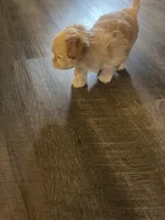 Cupid, a male Shihpoo and Maltese for sale in Baltimore, MD – Photo 2 of 3