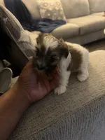 Moo, a female Shihpoo and Maltese for sale in Baltimore, MD – Photo 2 of 4