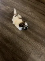 Moo, a female Shihpoo and Maltese for sale in Baltimore, MD – Photo 4 of 4