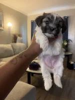 Moo, a female Shihpoo and Maltese for sale in Baltimore, MD – Photo 3 of 4