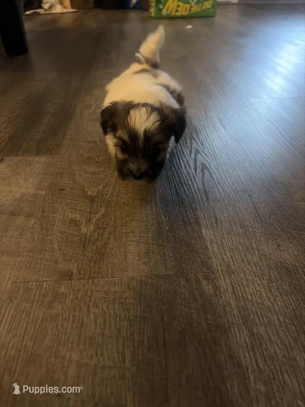 Moo – Shihpoo, Maltese puppy for sale in Baltimore, MD