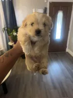 Valentine, a male Shihpoo and Maltese for sale in Baltimore, MD – Photo 2 of 4