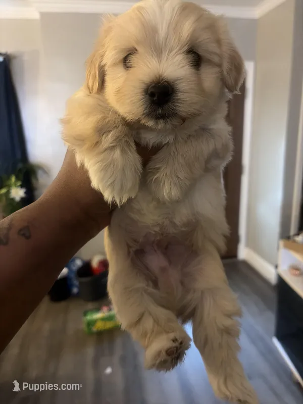 Valentine – Shihpoo, Maltese puppy for sale in Baltimore, MD