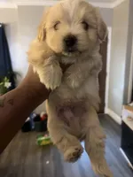 Valentine, a male Shihpoo and Maltese for sale in Baltimore, MD – Photo 1 of 4