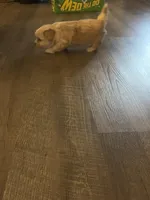 Valentine, a male Shihpoo and Maltese for sale in Baltimore, MD – Photo 3 of 4