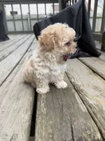 Ron (Weasley), a male Maltipoo for sale in Indianapolis, IN – 2 of 10