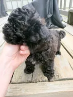 Wednesday, a female Maltipoo for sale in Indianapolis, IN – 4 of 9