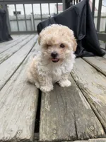 Ron (Weasley), a male Maltipoo for sale in Indianapolis, IN – 5 of 10