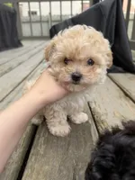 Ron (Weasley), a male Maltipoo for sale in Indianapolis, IN – 6 of 10
