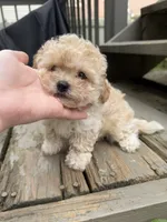 Ron (Weasley), a male Maltipoo for sale in Indianapolis, IN – 4 of 10