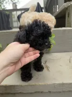 Wednesday, a female Maltipoo for sale in Indianapolis, IN – 6 of 9