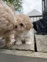 Ron (Weasley), a male Maltipoo for sale in Indianapolis, IN – 10 of 10
