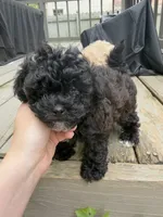 Wednesday, a female Maltipoo for sale in Indianapolis, IN – 5 of 9
