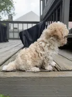 Ron (Weasley), a male Maltipoo for sale in Indianapolis, IN – 8 of 10