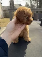 Teddy, a male Maltipoo for sale in Indianapolis, IN – Photo 4 of 10