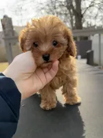 Teddy, a male Maltipoo for sale in Indianapolis, IN – Photo 1 of 10
