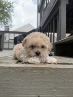 Ron (Weasley), a male Maltipoo for sale in Indianapolis, IN – 7 of 10