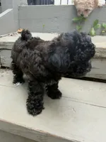 Wednesday, a female Maltipoo for sale in Indianapolis, IN – 8 of 9