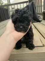 Wednesday, a female Maltipoo for sale in Indianapolis, IN – 3 of 9