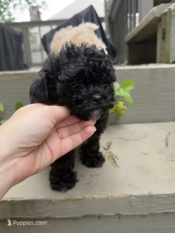 Wednesday – Maltipoo puppy for sale in Indianapolis, IN