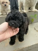 Wednesday, a female Maltipoo for sale in Indianapolis, IN – 2 of 9