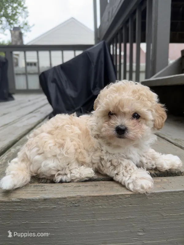 Ron (Weasley) – Maltipoo puppy for sale in Indianapolis, IN