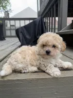 Ron (Weasley), a male Maltipoo for sale in Indianapolis, IN – 1 of 10