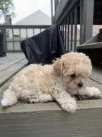 Ron (Weasley), a male Maltipoo for sale in Indianapolis, IN – 9 of 10