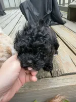 Wednesday, a female Maltipoo for sale in Indianapolis, IN – 9 of 9