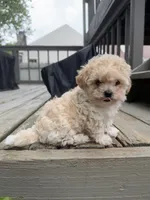 Ron (Weasley), a male Maltipoo for sale in Indianapolis, IN – 3 of 10