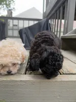 Wednesday, a female Maltipoo for sale in Indianapolis, IN – 7 of 9